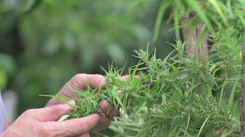 Farmers are caring for flowering cannabis plants, cannabis herbs, slow motion