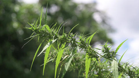 Farmers are caring for flowering cannabis plants, cannabis herbs, slow motion