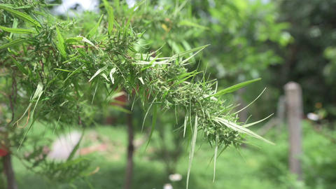 Farmers are caring for flowering cannabis plants, cannabis flowers, medicinal cannabis plants