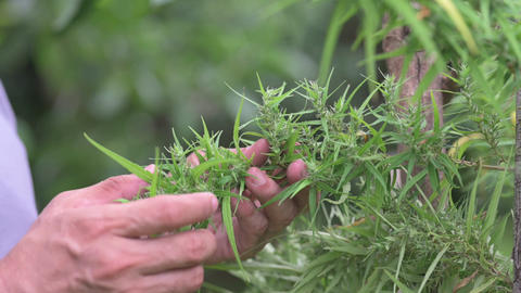 Farmers are caring for flowering cannabis plants, cannabis herbs, slow motion
