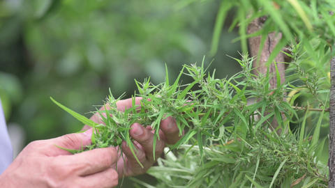 Farmers are caring for flowering cannabis plants, cannabis herbs, slow motion
