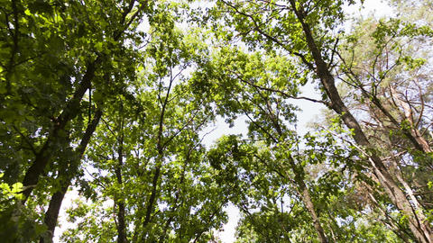 Moving camera in the summer forest with tree trunk