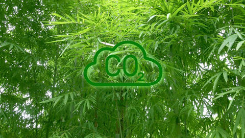 CO2 Graphic Evaporating Over Bamboo Background