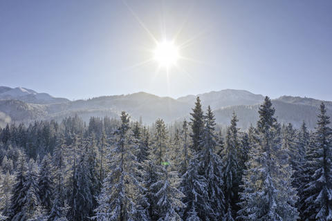 Aerial view of a fabulous snow-covered forest on the slopes of the mountains