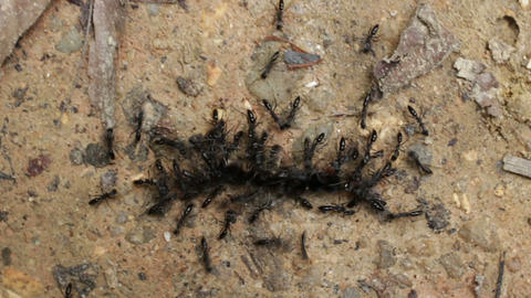 Tropical ants carrying caterpillar