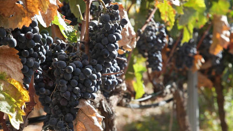Grapes at vineyard
