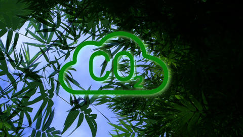 Bamboo CO2