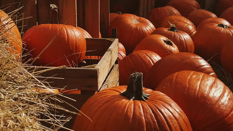 Halloween pumpkins and holiday decoration in autumn season rural field, pumpkin