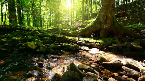 mountain stream in the forest