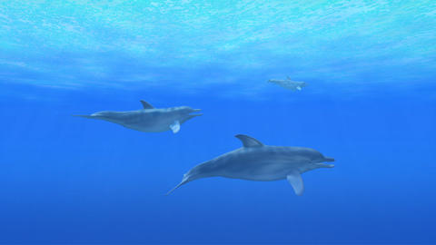 Dolphin Sea S HD