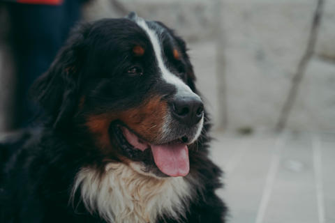 Farm Dog Bernese Mountain Dog Berner Sennenhund Sit Outdoor Bernese Cattle Dog