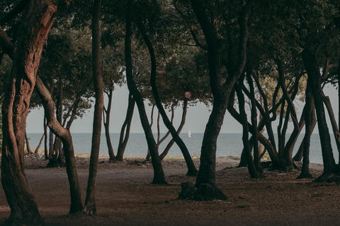 Grove on the shores of the Adriatic Sea with a sailboat in the background
