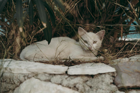 White cat sits in the shade under a bush