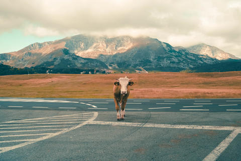 Red-white cow stands in the middle of the road in the mountains in Montenegro