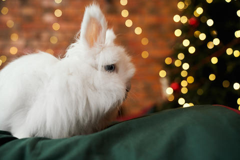 Animal, symbol of new year posing, having photoshoot indoors