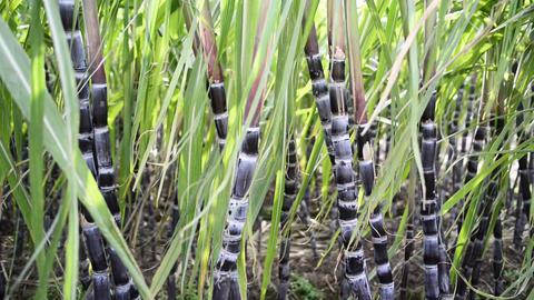 Sugarcane Plantation