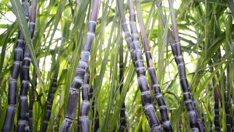 Sugarcane Plantation