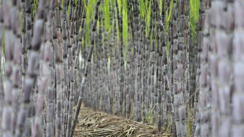 Sugarcane Plantation