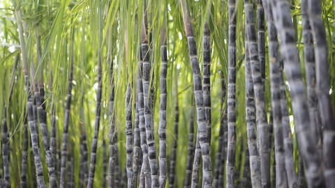 Sugarcane Plantation