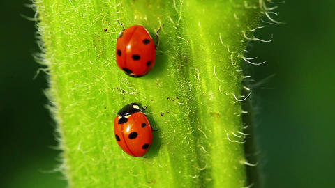 Ladybugs