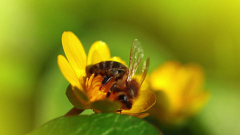 spring flower and small bee