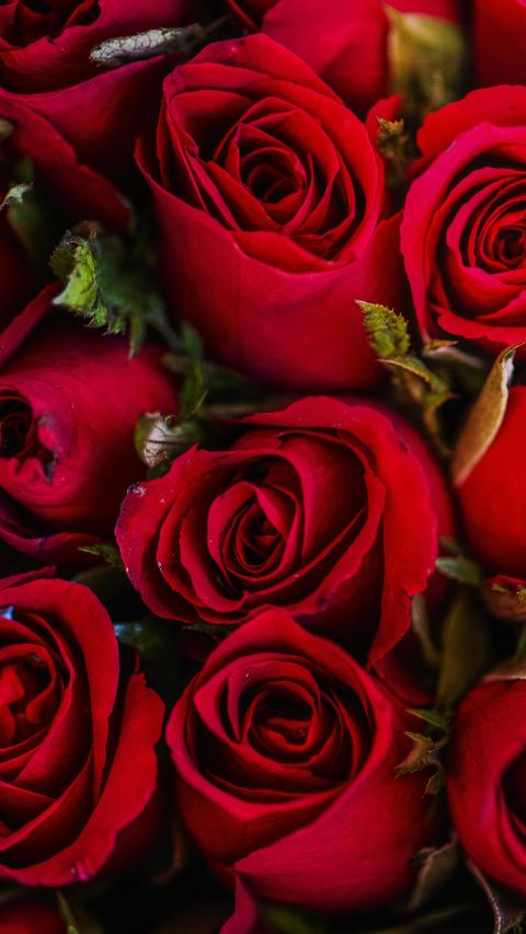 Rose wallpaper, flower mobile background