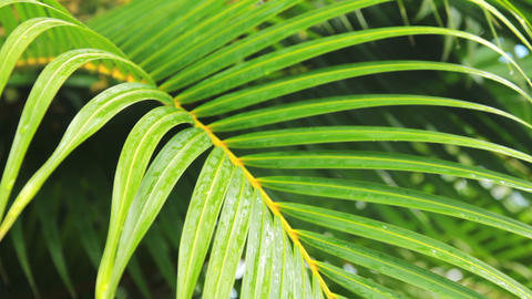 foliage of palm