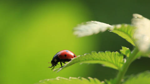 Ladybird