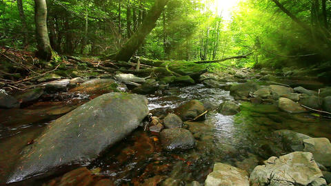 mountain stream in the forest