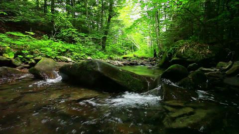 mountain stream in the forest