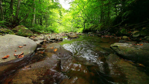 mountain stream in the forest