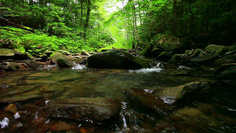 mountain stream in the forest