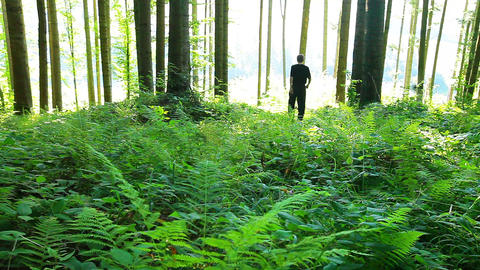 morning in the forest