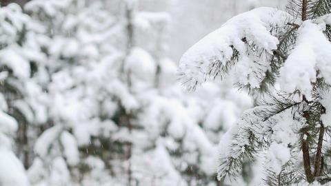 Falling Snow in Winter
