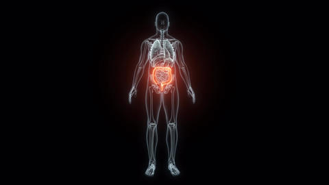 3D rendering Medical Animation of a Human Intes Animated GIF 24079763 ...