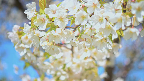 Cherry blossom petals dancing in the wind are very romantic