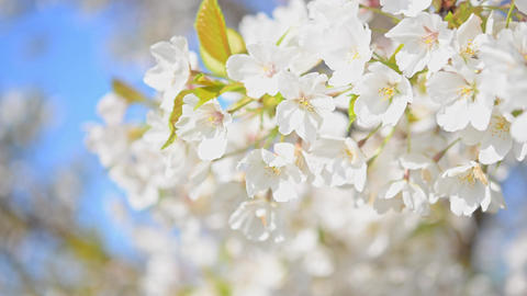 Cherry blossom petals dancing in the wind are very romantic