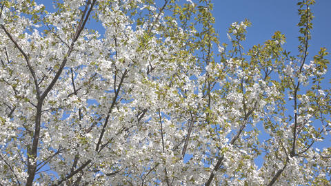 Cherry blossom petals dancing in the wind are very romantic