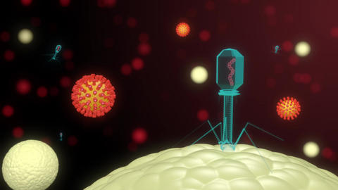 Bacteriophages infect the cell mechanism of RNA Animated GIF 24529809 ...
