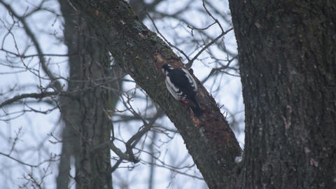 Great spotted woodpecker on oak tree in winter in Ukraine, Eastern Europe