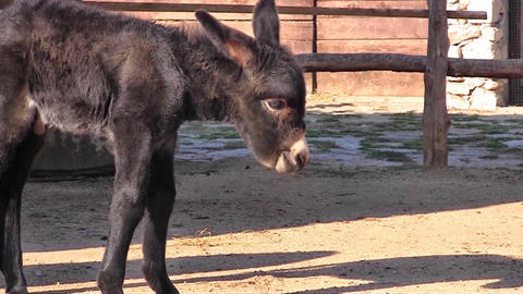 Baby donkey close up