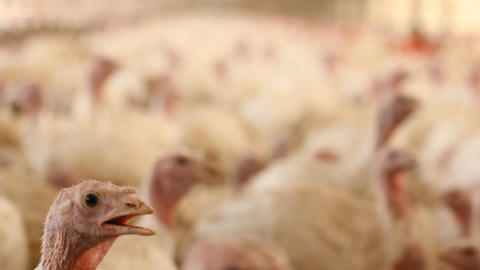 Chicken in Farm poultry production