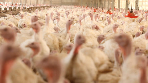 Chicken in Farm poultry production