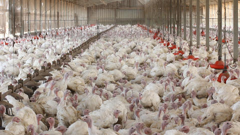 Chicken in Farm poultry production