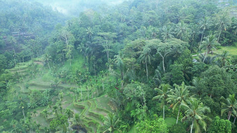 Green Nature Landscape of Rice Fields an 애니메이션 GIF 24631054 ...