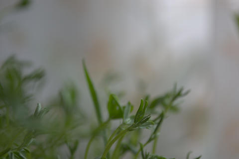 Photo of Plant