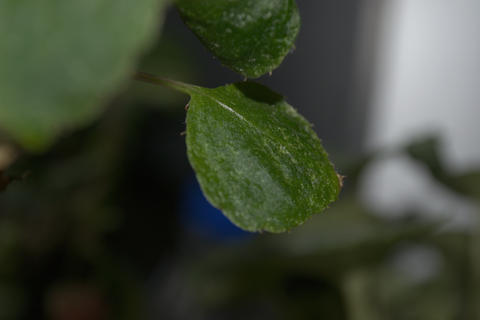 Leaf Nature