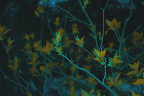 Flower Branch