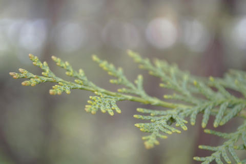 Tree Green