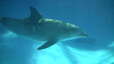 Dolphin gracefully swims under the blue sunny water (High Definition)